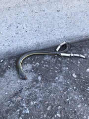 Ophisaurus ventralis