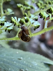 Ventridens ligera