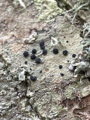 Lecidella elaeochroma