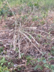 Chloris verticillata
