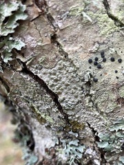 Lecanora carpinea