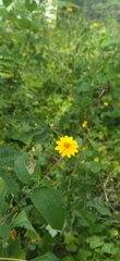 Wedelia acapulcensis
