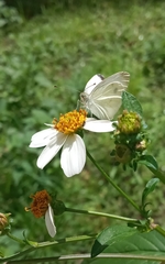 Pieris rapae rapae