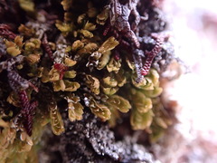 Douinia ovata