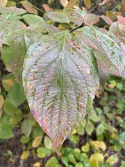 Cornus alternifolia