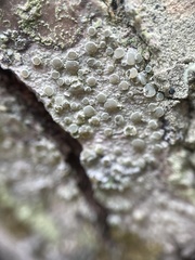 Lecanora carpinea