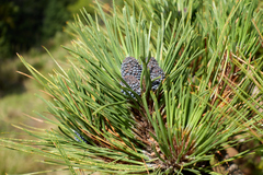 Pinus hartwegii
