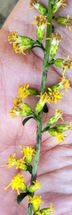 Solidago hispida
