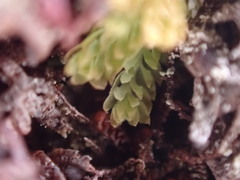 Douinia ovata