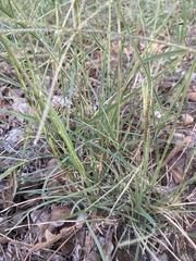 Chloris verticillata