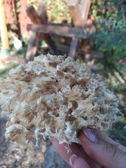 Hericium