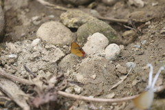 Heliophorus epicles