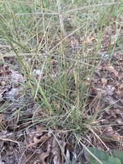 Chloris verticillata