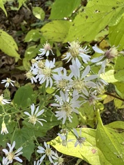 Symphyotrichum cordifolium