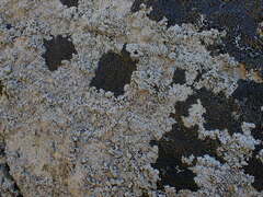 Coccotrema maritimum