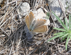 Polyommatus coridon