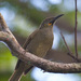 Western Wattled-Honeyeater - Photo (c) Mark Rosenstein, some rights reserved (CC BY-NC-SA), uploaded by Mark Rosenstein