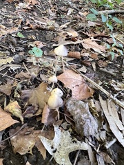 Mycena filopes
