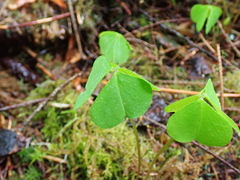 Oxalis oregana