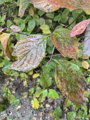 Aurantioporthe corni