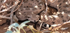 Crotalus cerastes