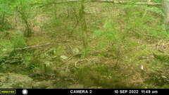 Sciurus carolinensis