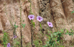 Ipomoea bahiensis
