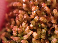 Odontoschisma denudatum