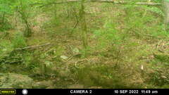 Sciurus carolinensis