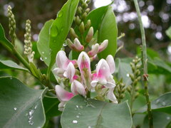 Indigofera ammoxylum