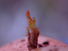 Odontoschisma denudatum