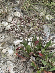 Limonium carolinianum
