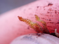 Odontoschisma denudatum