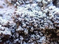 Coccotrema maritimum