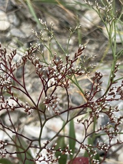 Limonium carolinianum