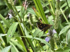 Taractrocera ceramas