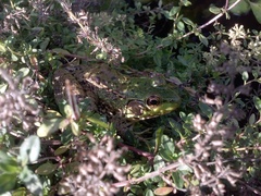 Lithobates clamitans