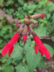 Salvia fulgens