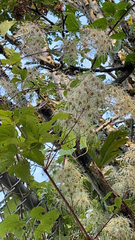 Clematis