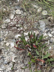 Limonium carolinianum