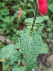 Salvia fulgens
