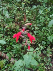 Salvia fulgens