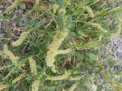 Amaranthus