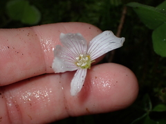 Oxalis oregana