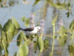 Fluvicola albiventer