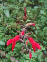 Salvia fulgens