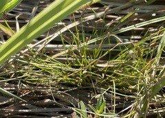 Eleocharis palustris