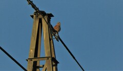 Falco tinnunculus tinnunculus