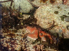 Dermasterias imbricata