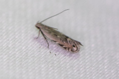 Battaristis nigratomella